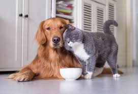 PETS – Prefeitura de Livramento encaminha proposta com ações voltadas ao bem-estar de cães e gatos