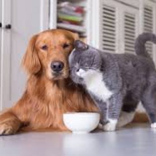 PETS – Prefeitura de Livramento encaminha proposta com ações voltadas ao bem-estar de cães e gatos